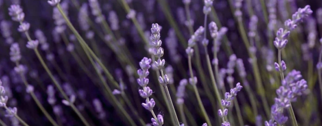 Can a Single Stick of Lavender Incense Help You Sleep Better? Science Says Yes.