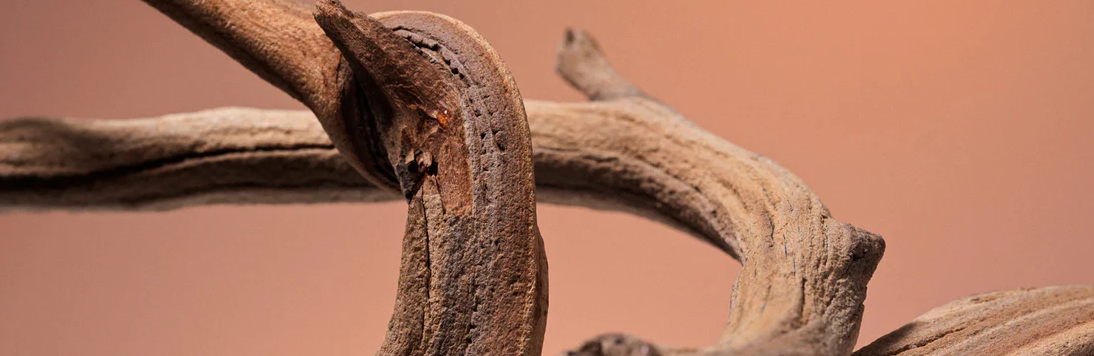 Ancient Calm Meets Modern Science: The Secret Benefits of Sandalwood You Didn’t Know